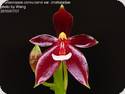 Phal. cornu - cervi var. chattaladae 4n